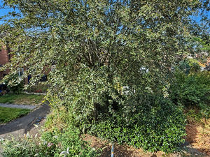 Photo 3- click for photo gallery